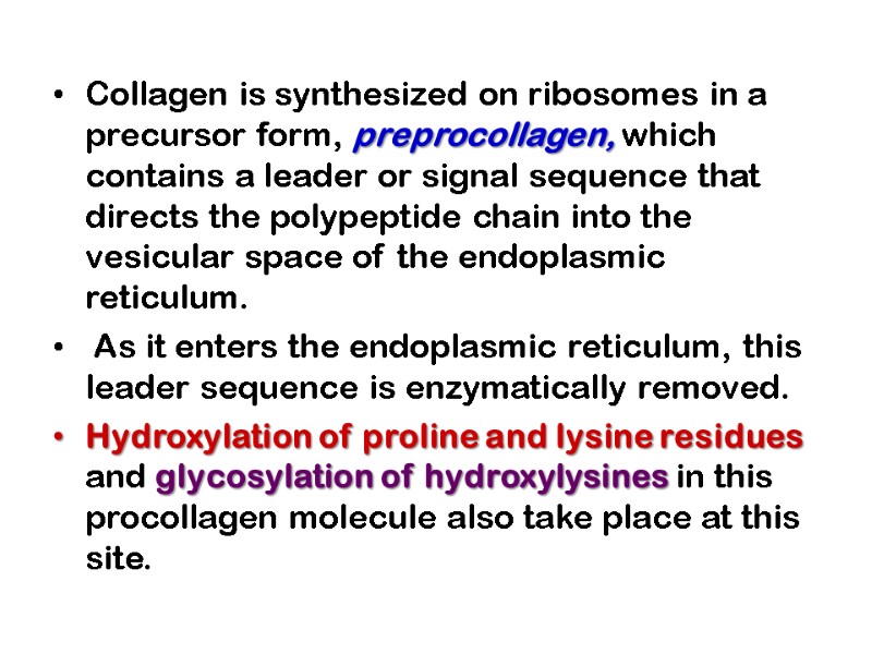 Collagen is synthesized on ribosomes in a precursor form, preprocollagen, which contains a leader